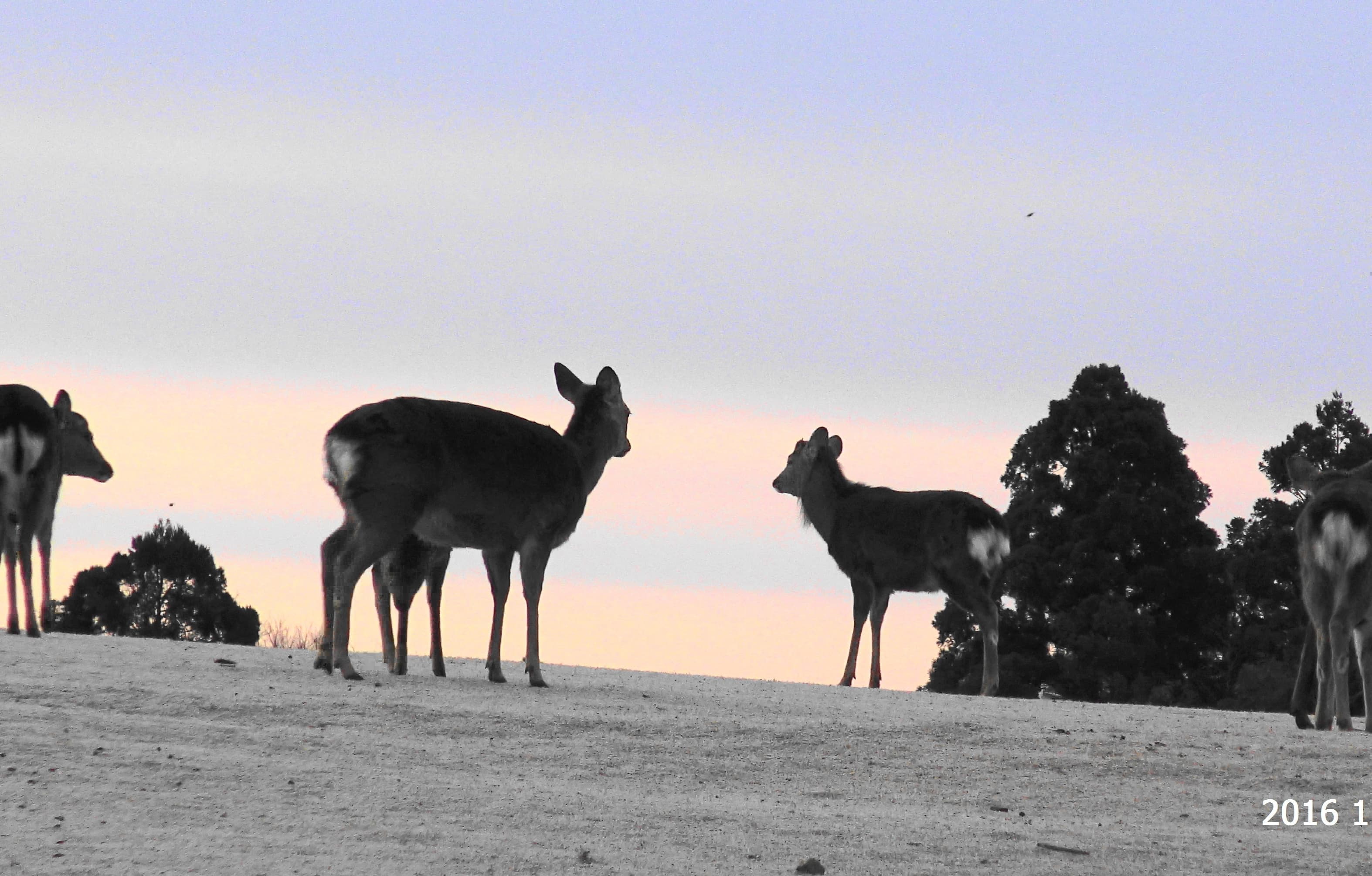 飛火野の鹿