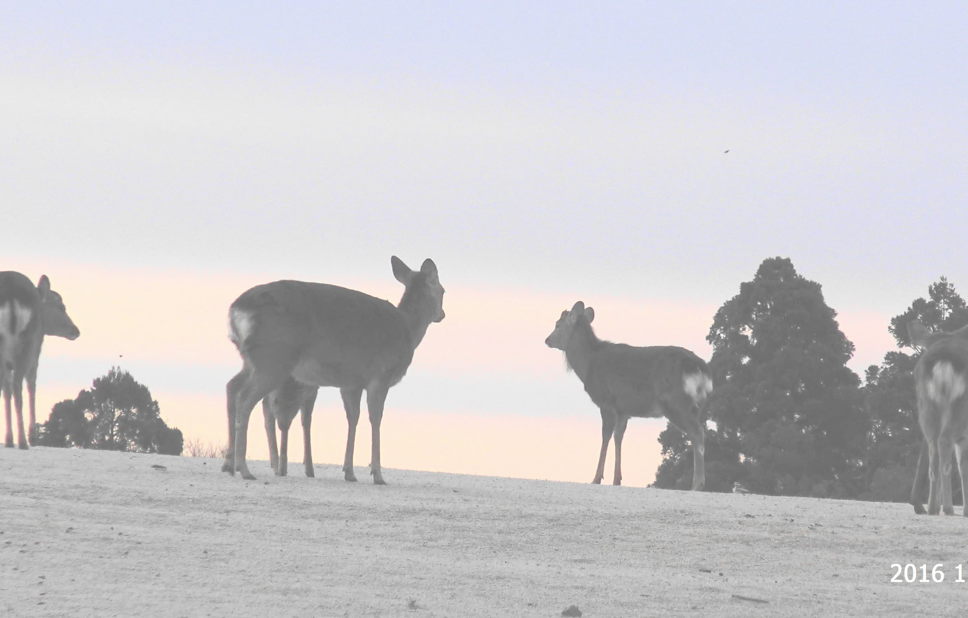 飛火野の鹿